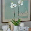 White Moth Orchid In 5½" Ceramic Cachepot