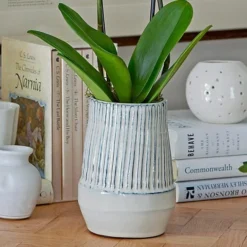White Moth Orchid In 5½" Ceramic Cachepot 6 White Moth Orchid In 5½" Ceramic Cachepot -Tree Bower Sales x600 29490