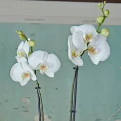 White Moth Orchid In 5½" Ceramic Cachepot 7 White Moth Orchid In 5½" Ceramic Cachepot -Tree Bower Sales x600 29492