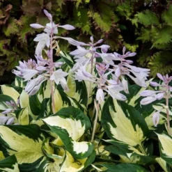 Hosta 'Fire And Ice' 9 Hosta 'Fire And Ice' -Tree Bower Sales x600 29635