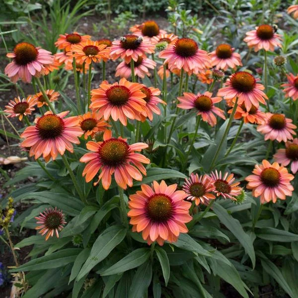 Echinacea Prima™ 'Ginger' 3 Echinacea Prima™ 'Ginger' - Image 3