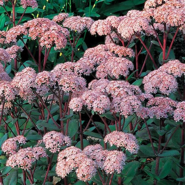 Sedum Telephium 'Matrona' 2 Sedum Telephium 'Matrona' - Image 2