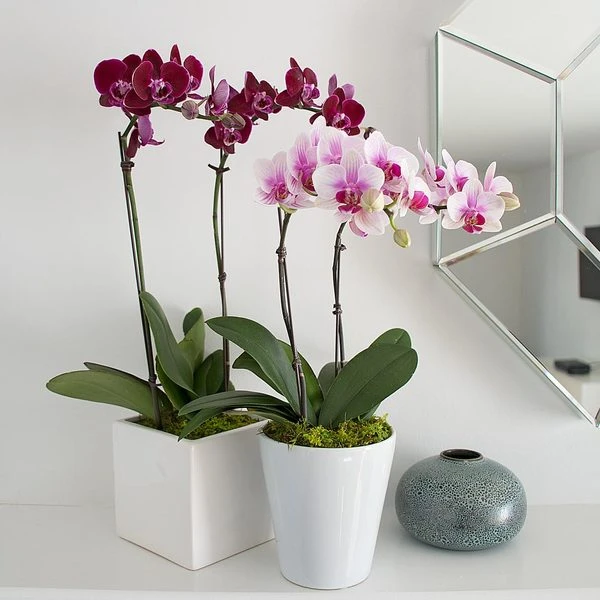 Burgundy Compact Moth Orchids In 5" Ceramic Cachepot 1 Burgundy Compact Moth Orchids In 5" Ceramic Cachepot