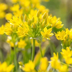Allium Moly -Tree Bower Sales x600 29924