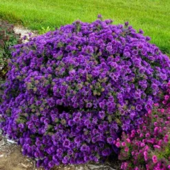 Symphyotrichum Novae-angliae 'Grape Crush'