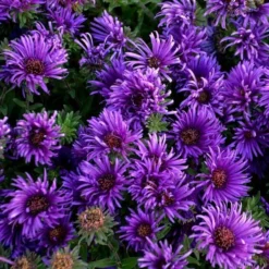 Symphyotrichum Novae-angliae 'Grape Crush' -Tree Bower Sales x600 29937