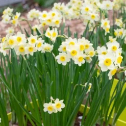 Narcissus 'Minnow' 6 Narcissus 'Minnow' -Tree Bower Sales x600 29943