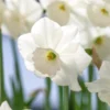 Narcissus 'Stainless'