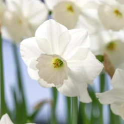 Narcissus 'Stainless'
