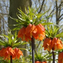 Fritillaria Imperialis 'Rubra Maxima' 7 Fritillaria Imperialis 'Rubra Maxima' -Tree Bower Sales x600 30003