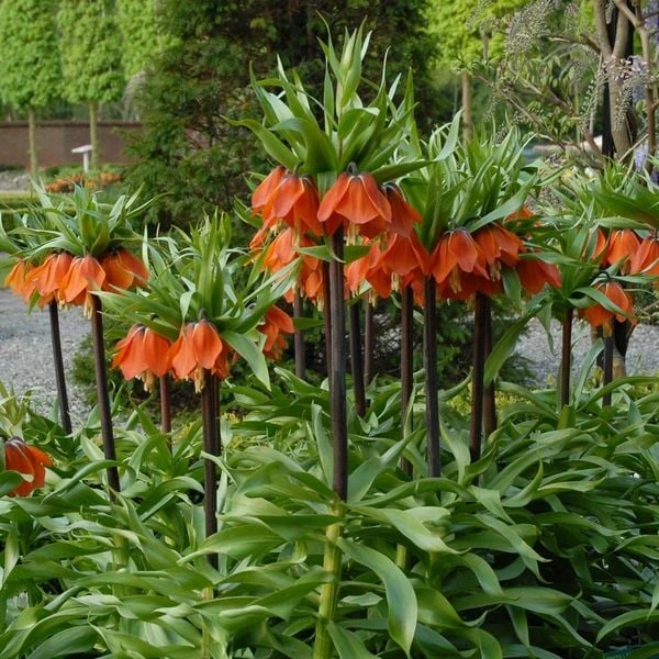 Fritillaria Imperialis 'Rubra Maxima' 4 Fritillaria Imperialis 'Rubra Maxima' - Image 4