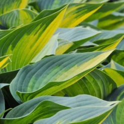 Hosta 'June' 9 Hosta 'June' -Tree Bower Sales x600 30023
