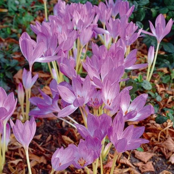 Colchicum 'Giant' 1 Colchicum 'Giant'