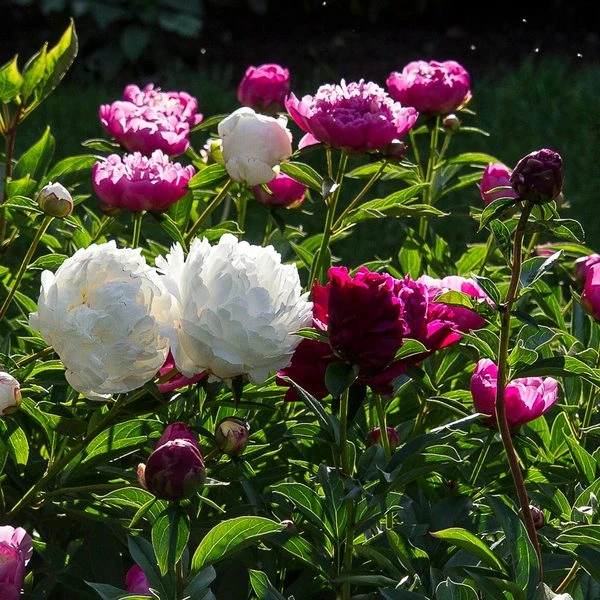Old-Time Peony Collection 7 Old-Time Peony Collection - Image 7