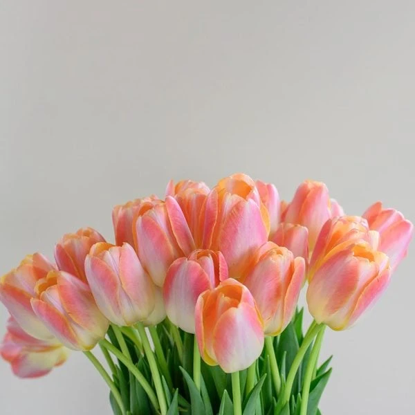 Tulip 'Kunyun' 2 Tulip 'Kunyun' - Image 2