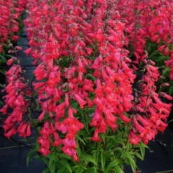 Penstemon Quartz® Red -Tree Bower Sales x600 30212