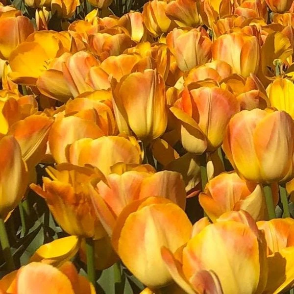 Tulip 'Chong Ming Love' 2 Tulip 'Chong Ming Love' - Image 2