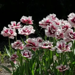 Tulip 'Pistache' 6 Tulip 'Pistache' -Tree Bower Sales x600 30253