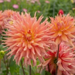 Dahlia 'Omega' -Tree Bower Sales x600 30296