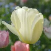 Tulip 'Ivory Floradale'