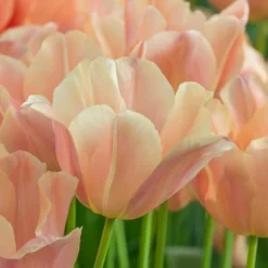 Tulip 'Apricot Foxx'