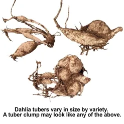 Summertime Splendor Dahlia Collection -Tree Bower Sales x600 30544