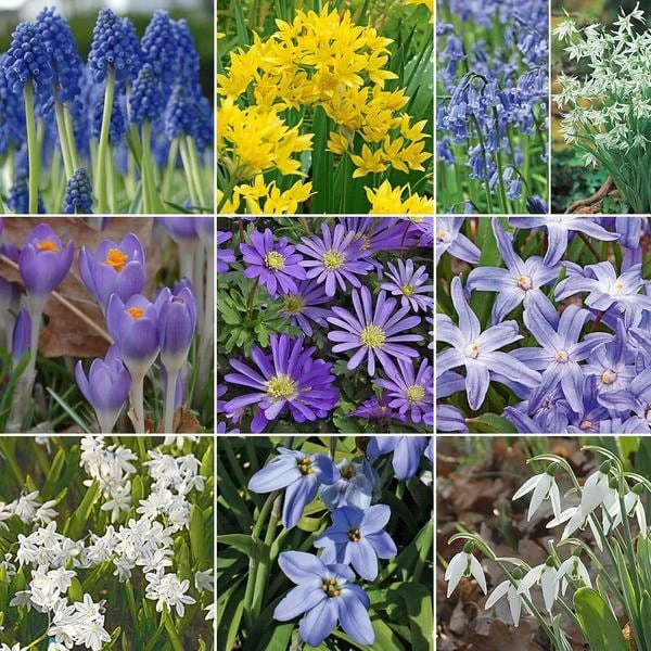 Colorful Carpet Mix 1 Colorful Carpet Mix