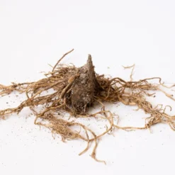 Collaboration For Part Shade For The South - Daffodils & Hosta -Tree Bower Sales x600 30643 1