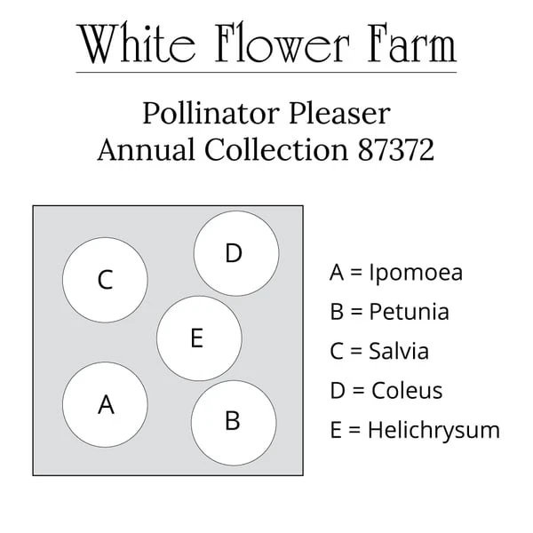 Pollinator Pleaser Annual Collection 7 Pollinator Pleaser Annual Collection - Image 7
