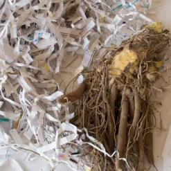 Hemerocallis (Daylily) 'All American Chief' 7 Hemerocallis (Daylily) 'All American Chief' -Tree Bower Sales x600 30677 6