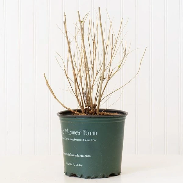 Callicarpa Dichotoma 'Early Amethyst' 2 Callicarpa Dichotoma 'Early Amethyst' - Image 2