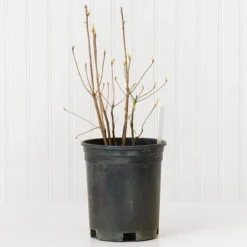 Azalea 'Northern Hi-Lights' -Tree Bower Sales x600 30684