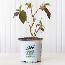 Hydrangea Quercifolia Gatsby Gal® -Tree Bower Sales x600 30692