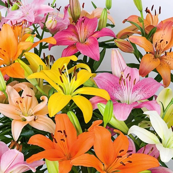 Lilium Pastel Shades Mix For Naturalizing 1 Lilium Pastel Shades Mix For Naturalizing