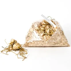 Lilium True Colors Mix For Naturalizing