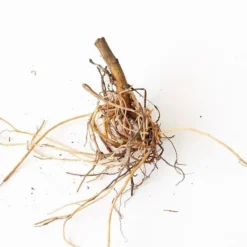 Aster X Frikartii 'Mönch' 6 Aster X Frikartii 'Mönch' -Tree Bower Sales x600 30707