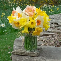The Works Daffodil Mix -Tree Bower Sales x600 30773