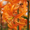 Lilium 'Orange Marmalade'
