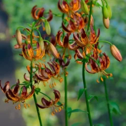 Lilium 'Arabian Knight' -Tree Bower Sales x600 30788