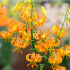 Lilium 'Sunny Morning' -Tree Bower Sales x600 30799