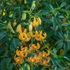 Lilium 'Sunny Morning' -Tree Bower Sales x600 30800