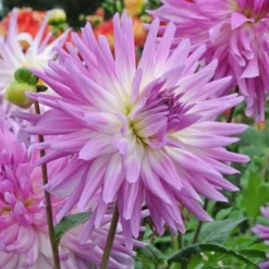 Dahlia 'Mingus Randy'