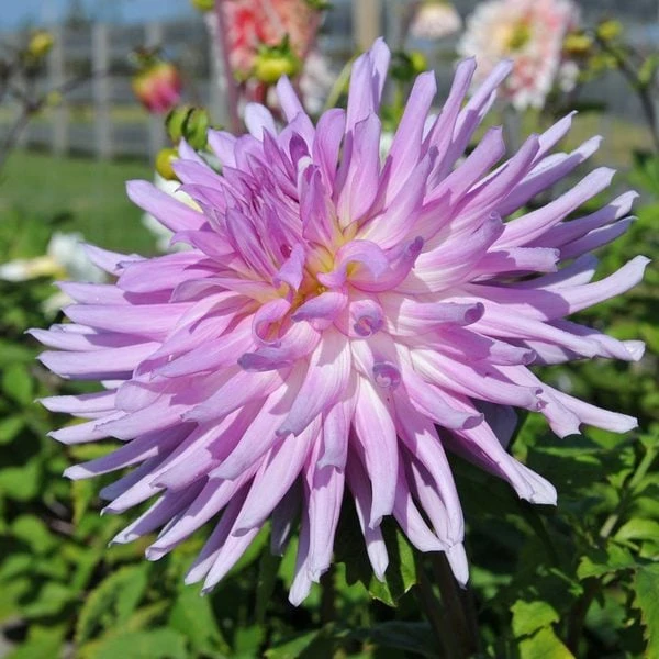 Dahlia 'Mingus Randy' 2 Dahlia 'Mingus Randy' - Image 2