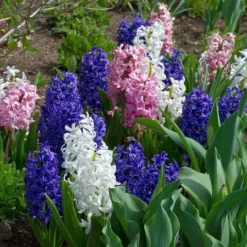 Hyacinthus May Day Bouquet Mix -Tree Bower Sales x600 30851