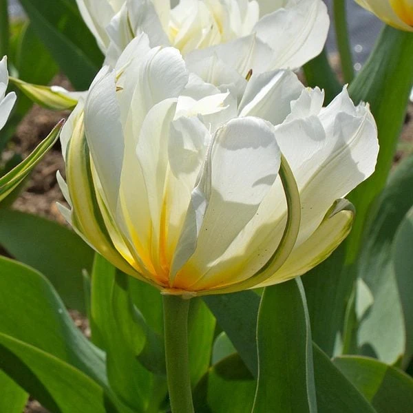 Tulip 'Exotic Emperor' 1 Tulip 'Exotic Emperor'