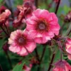 Geum Tempo™ Rose