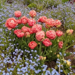 Tulip 'Copper Image' 5 Tulip 'Copper Image' -Tree Bower Sales x600 31073