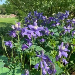 Aquilegia 'Blue Butterflies' -Tree Bower Sales x600 31124