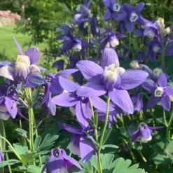 Aquilegia 'Blue Butterflies' -Tree Bower Sales x600 31125