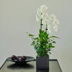 White Dendrobium Orchid Garden In 5" Ceramic Cachepot -Tree Bower Sales x600 31209